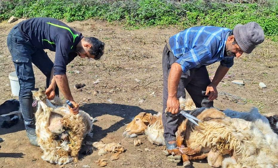 دو دامدار درحال چیدن پشم گوسفندان با قیچی مخصوص
